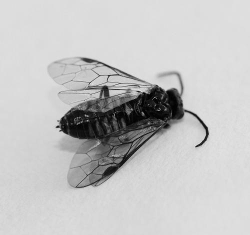 Empria sp.